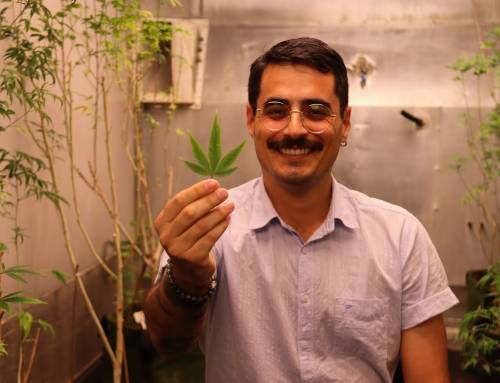Câmara de Florianópolis aprova Frente Parlamentar em Defesa da Cannabis Industrial
